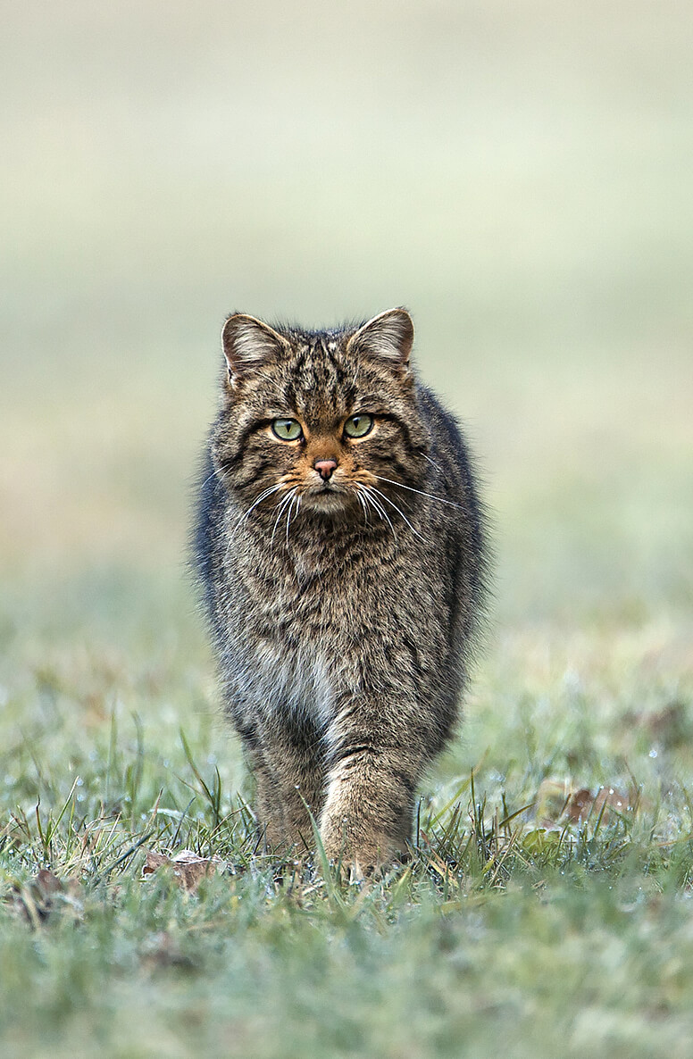 Chat forestier